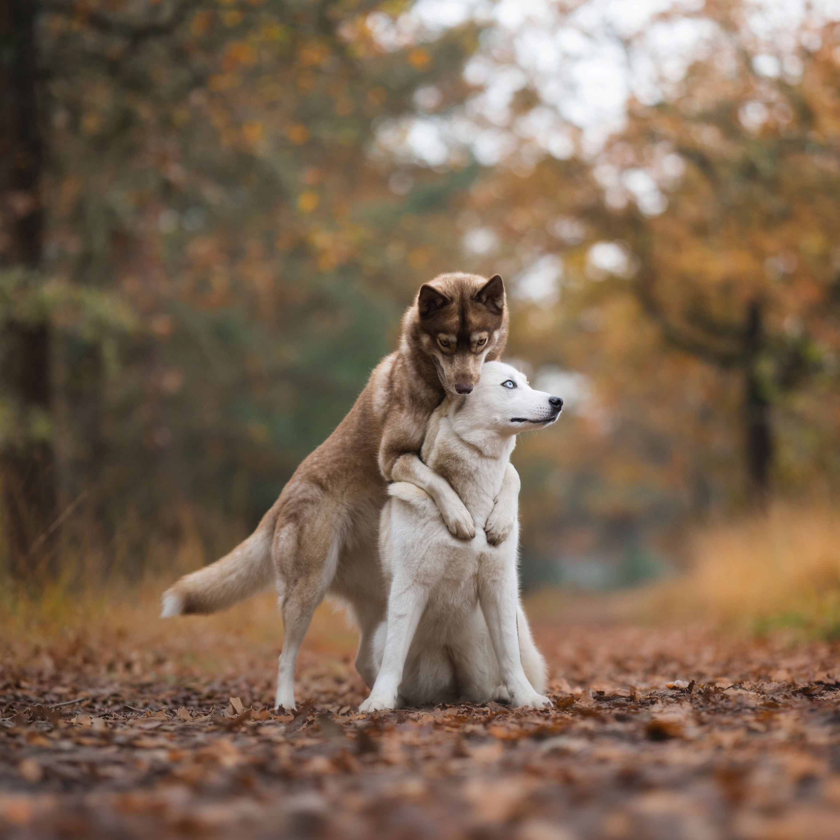 Hunde