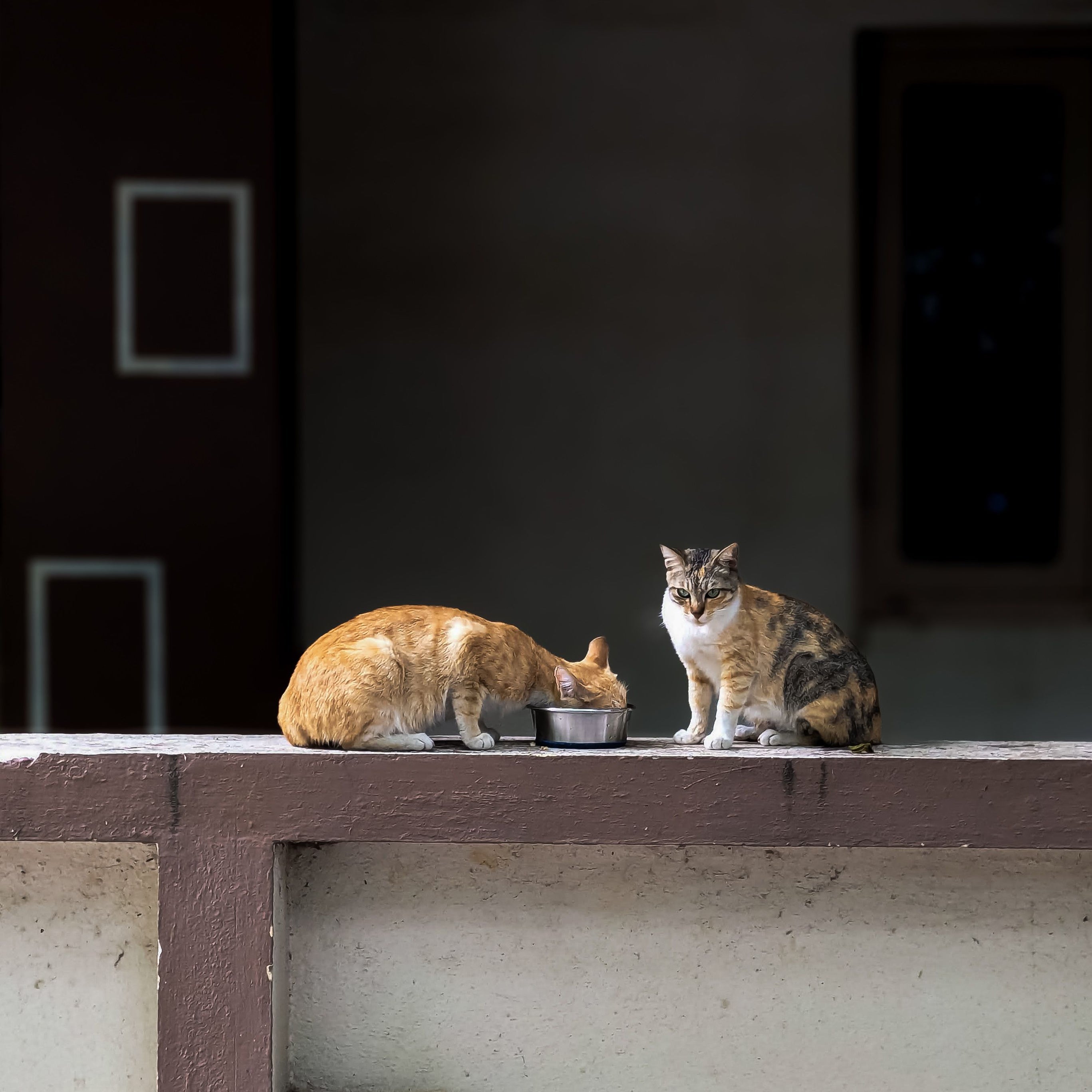 Katzen